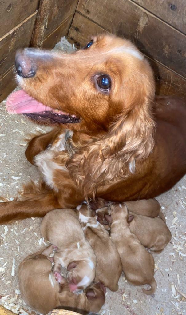 gumtree cocker spaniel puppies